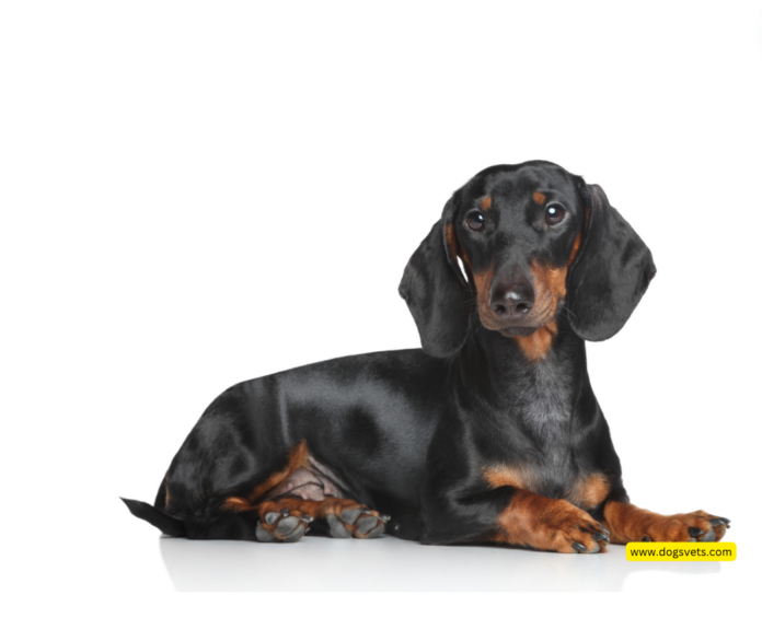 Can a Dachshund Be a Service Dog? Find Out Here